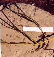 Image result for Zosteraceae