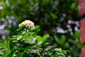 What insects does jasmine attract? The Orange Jasmine With Sweet Smell For Attracting Bees Birds And Butterflies Fotos Retratos Imagenes Y Fotografia De Archivo Libres De Derecho Image 62261558