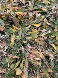 Image result for Pycreus sanguinolentus