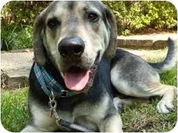976 likes · 5 talking about this. Houston Tx Great Dane Meet Maxilian A Pet For Adoption
