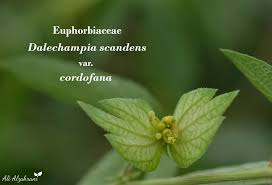 Image result for Dalechampia scandens