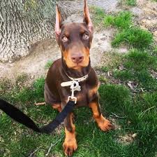 Piacenza place, henderson, nv, usa. European Doberman Puppies For Sale In Europe Crazypurplemama