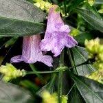 Image result for Strobilanthes anisophylla