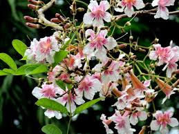 Image result for Stereospermum kunthianum