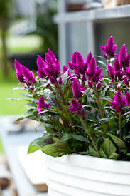 Find the perfect deep purple flowers stock photo. Deep Purple Frontpage Purple Celosia