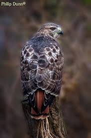 Red Tailed Hawk Pet Birds Red Tailed Hawk Birds Of Prey