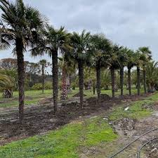 Check spelling or type a new query. Palm World Nursery Palm Trees Nursery Trees Sales