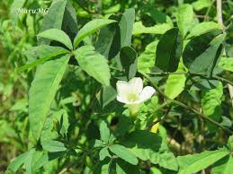 Image result for Merremia quinquefolia