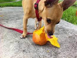Raw mango, in moderation, is a welcome addition to any dog's diet! Can Dogs Eat Mangoes What Will Happen After Eating Best Top Care With Dogs