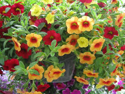 We did not find results for: Three Great Flowers To Plant Right Now Southern Living