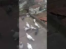 Taklaci Guvercin Seferli Oyunlu 4 Yasinda Eke Sarikir Ucmustur Yastiklar Ekim