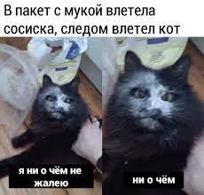 я ни о чём не жалею ни о чём / Приколы для даунов :: Буквы на белом фоне ::  котэ (прикольные картинки с кошками) :: разное / картинки, комиксы,  интересные тематические статьи.