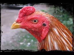 Ciri Ciri Ayam Bangkok Bagus Dilihat Dari Mata Nya No 5 Mengejutkan Ayam Kapur Bangkok