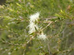 Image result for Melaleuca sp. A (Biegel 5741)