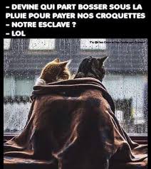 Epingle Par Eliana Chidichimo Sur Humour On Plaisante Sous La Pluie Images Droles Humour