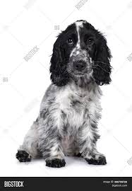 Check spelling or type a new query. Cute Young Blue Roan Image Photo Free Trial Bigstock