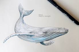 This one was in a batch i posted a while back. Humpback Whale Scientific Drawing Whale Art Whale Drawing Whale Tattoos