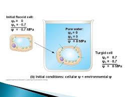 Turgid, plasmolyzed, and flaccid plant cells. Water Relations Water Potential Osmotic Potential Pressure Potential