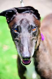 Welcome | greyhounds as pets when you adopt a greyhound you receive much more than just a dog. Greyhound Adoption Program Nsw Available Hounds Category Recently Adopted Greyhounds Image Zara