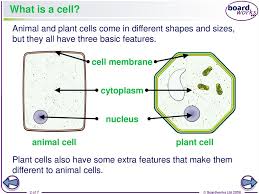 We did not find results for: What Is A Cell Online Presentation