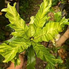 Image result for Adiantum soboliferum