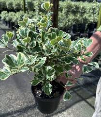 Image result for Ficus triangularis