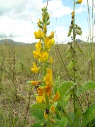 Image result for Crotalaria misella