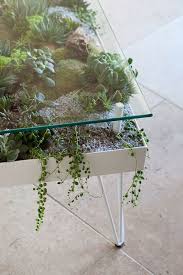 terrarium coffee table plants indoor garden hanging plants