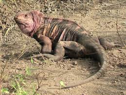 Galapagos Pink Land Iguana Endangered Animals Species Animals