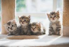 Ruyada Kedi Gormek Ne Anlama Gelir Ruyada Siyah Kedi Gormek Evcil Hayvan Blogu