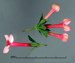 Image result for Bouvardia longiflora