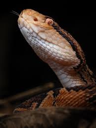 Image result for Astropanax barteri