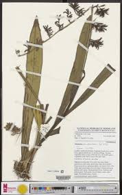 Image result for Microcoelia bulbocalcarata