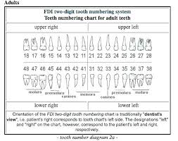 teeth numbering jasonkellyphoto co