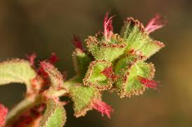 Image result for Acalypha fruticosa