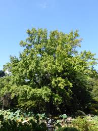 Image result for Liquidambar formosana