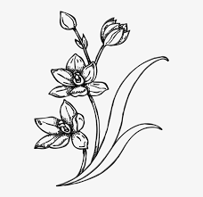 Sketsa buah jeruk auto kfz info. Flowers Line Art 26 Buy Clip Art Sketsa Gambar Bunga 552x713 Png Download Pngkit