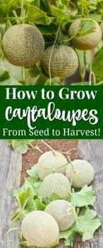 Here's a list of the 10 most popular vegetables to grow along with their friends (and companion planting is a great way to maximize the efficiency of your garden. How To Grow Cantaloupe In Your Garden From Seed To Harvest