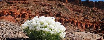 Compare 200+ booking sites worldwide. Utah Red Cliffs Nca Bureau Of Land Management
