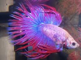 Most Beautiful Betta Fish In The World Amazing Fact About Betta Fish Betta Fish Betta Fish Types Betta