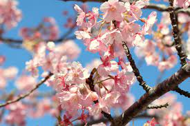 10 Different Types of Cherry Blossoms in Japan - Japan Web Magazine