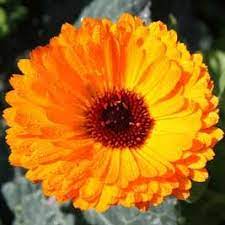 The Many Uses Of Calendula Calendula Edible Garden Medicinal Herbs