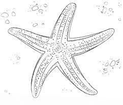 Sea Star Coloring Page Free Printable Coloring Pages Starfish Drawing Star Coloring Pages Drawing Tutorial