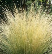 Image result for Melinis tenuissima