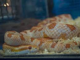 Morphs include motley, sunkissed, ultra, albino, and many more. How Big Do Corn Snakes Get And How Long It Takes To Grow Embora Pets