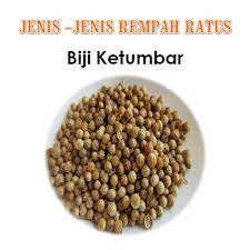 · ulat ratus nama inggeris nama saintifik tanaman biologi serangga dewasa telur. Nama Tempatan Ketumbar Nama Saintifik Rempah Dapur Kiter ÙÙŠØ³Ø¨ÙˆÙƒ