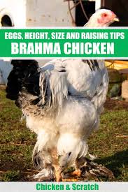 Brahma Chicken Eggs Height Size And Raising Tips Brahma Chicken Light Brahma Chicken Brahma