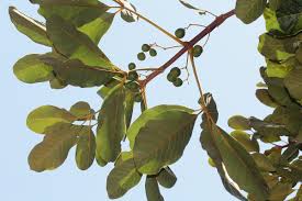 Image result for Vitex doniana