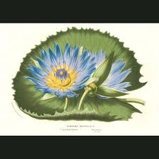 Image result for Nymphaea lotus