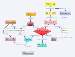 Vitamin D Wichtige Nahrstoffkombinationen Dr Schweikart Verlag